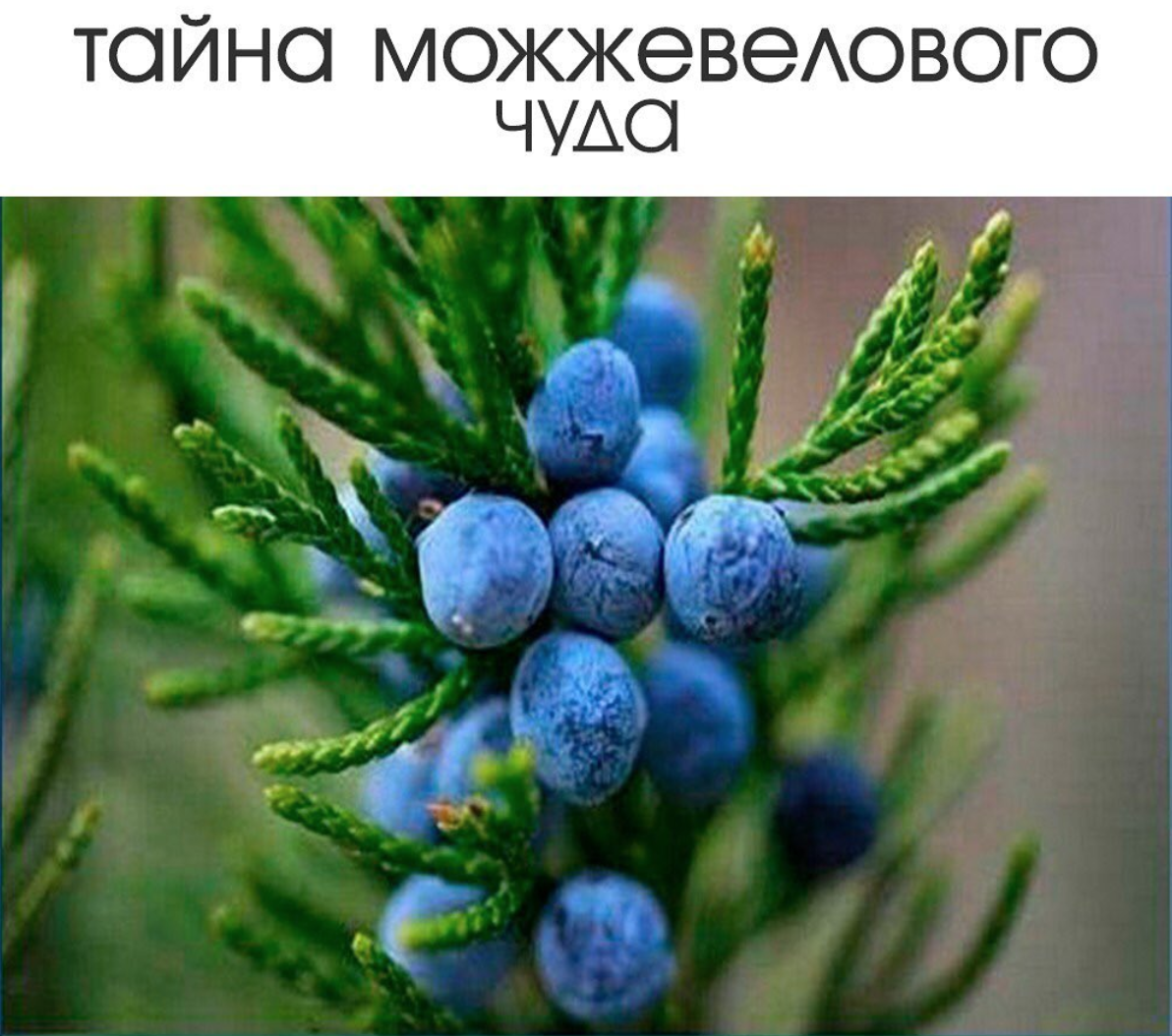 Можжевельник ягода