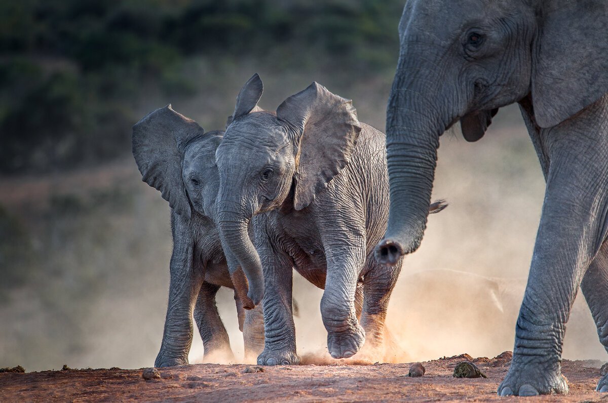 Elephant Park South African