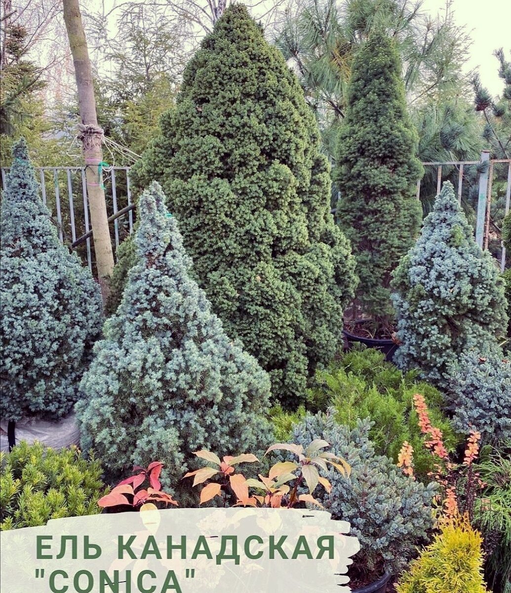 Лучшие деревья для сада