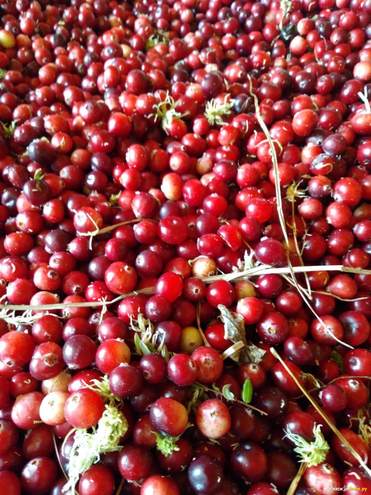 Cranberries ягода
