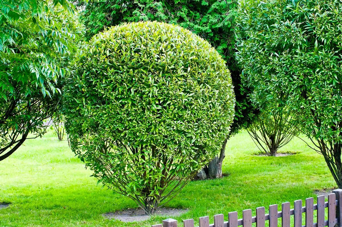 Ива ломкая (шаровидная) Salix fragilis