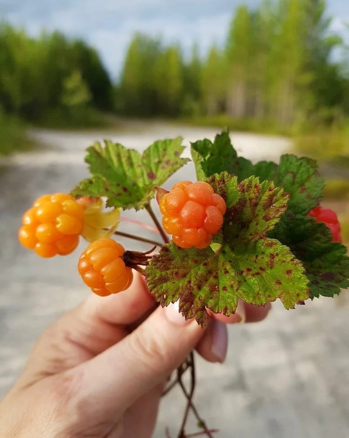 Морошка ягода