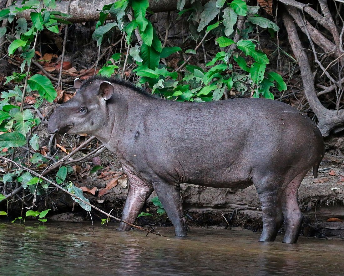 Tapirus terrestris
