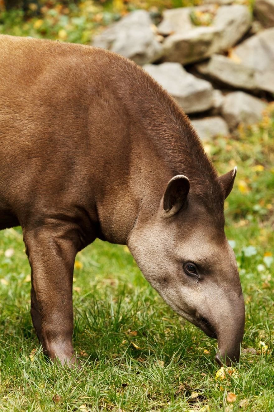 Tapirus terrestris