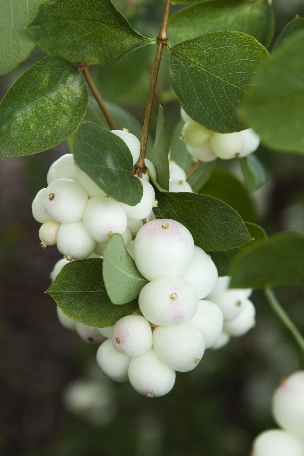 Снежноягодник Symphoricarpos Albus