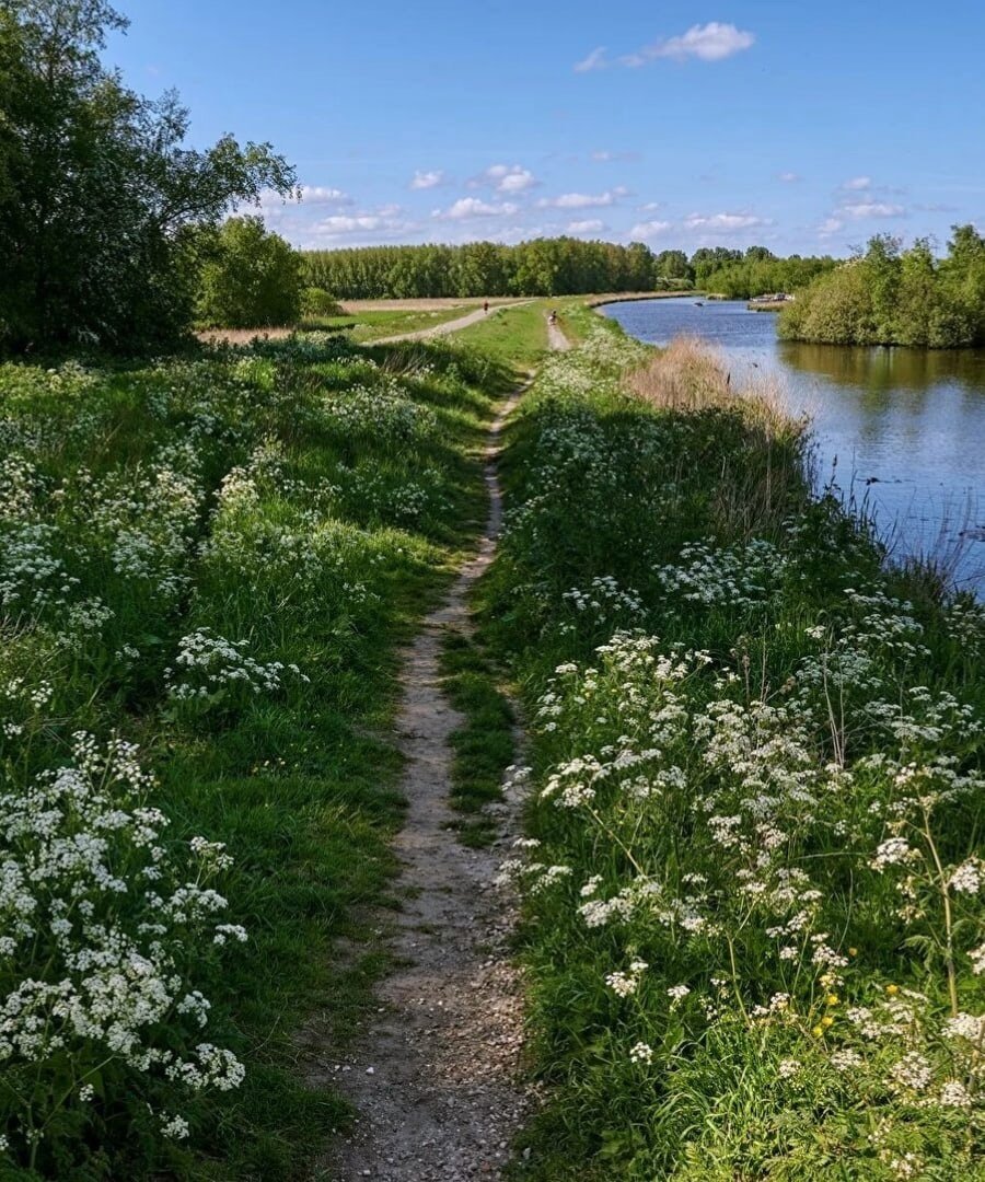 Трава на берегу реки