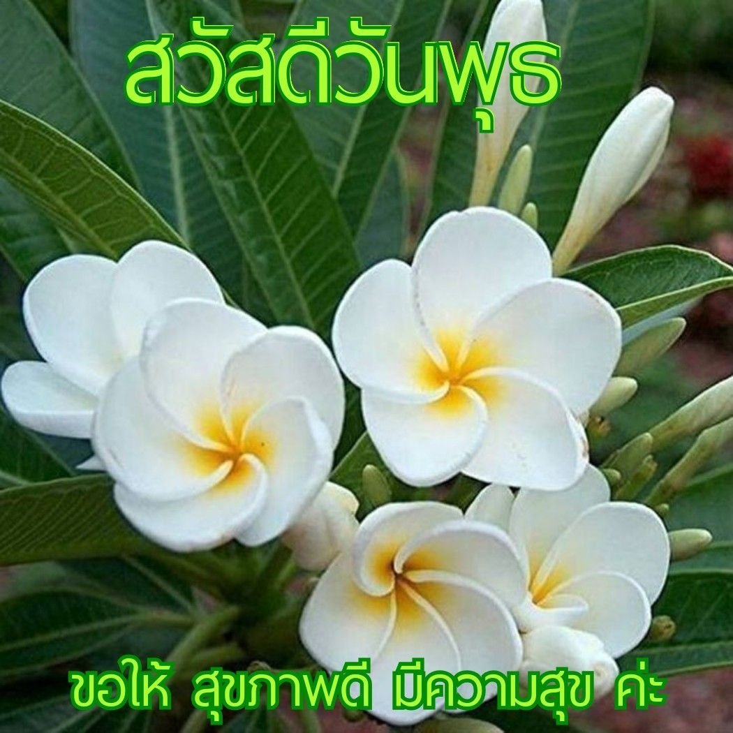 Цветы Плюмерия Франжипани