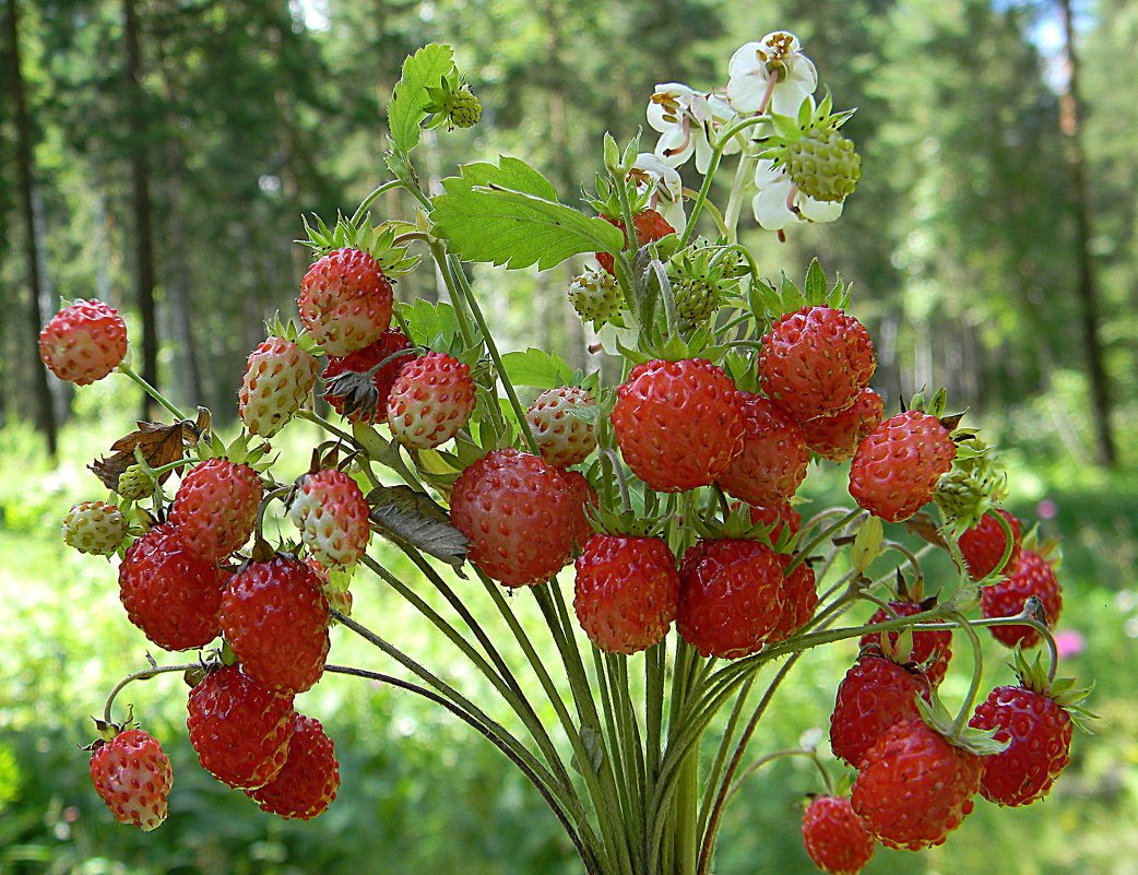 Земляника Лесная