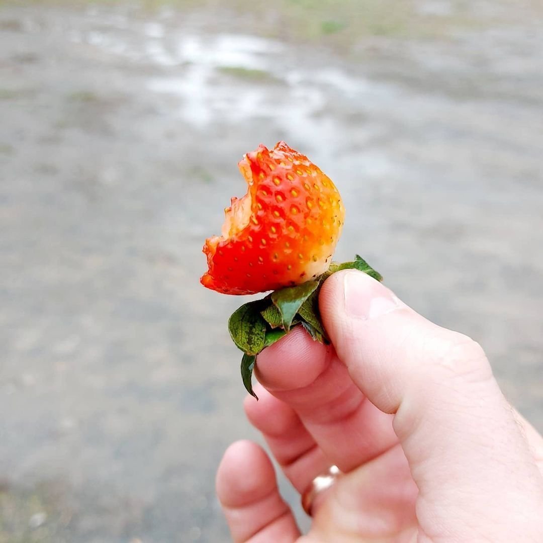 Трипс на клубнике