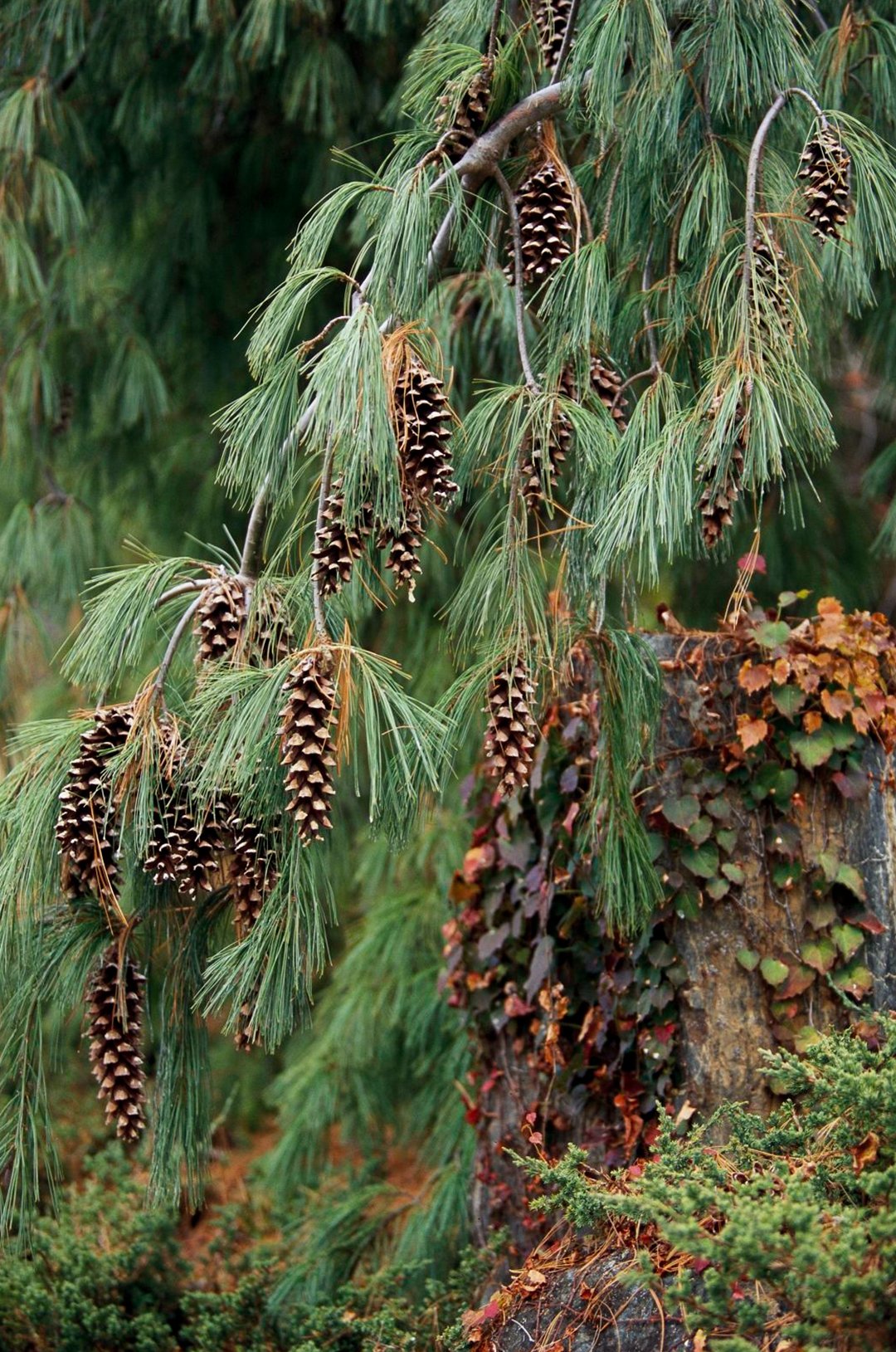 Pinus Ponderosa pendula
