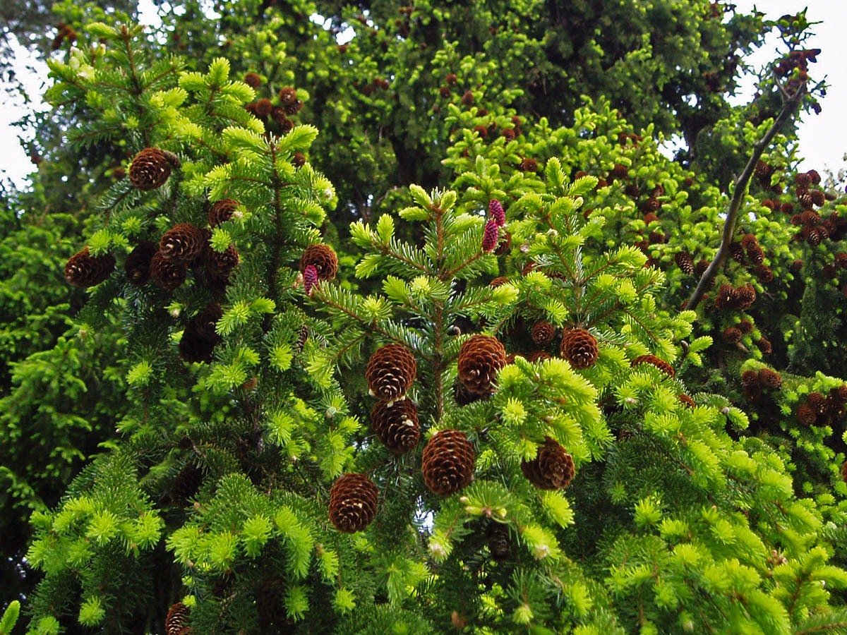 Ель Сибирская (Picea obovata) макростробил