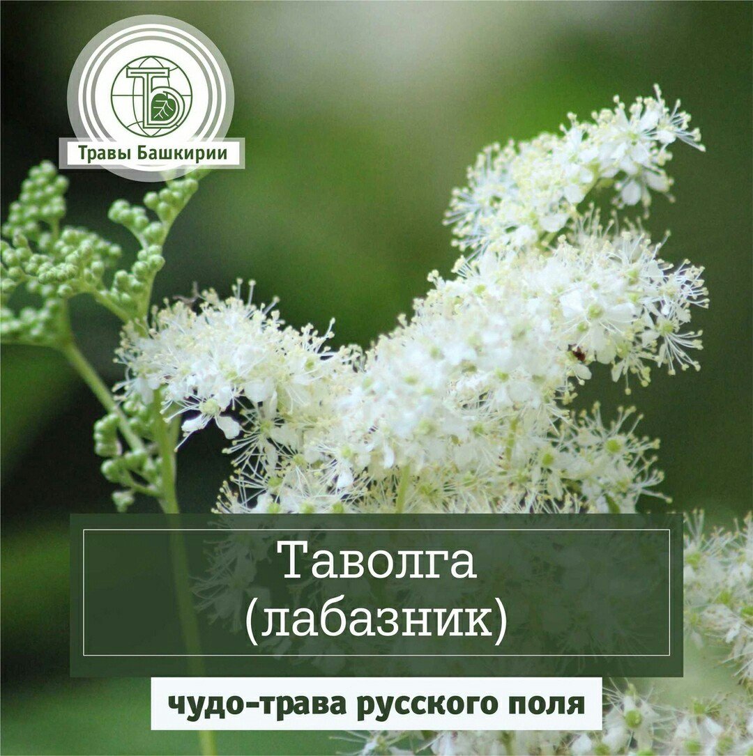Таволга факты