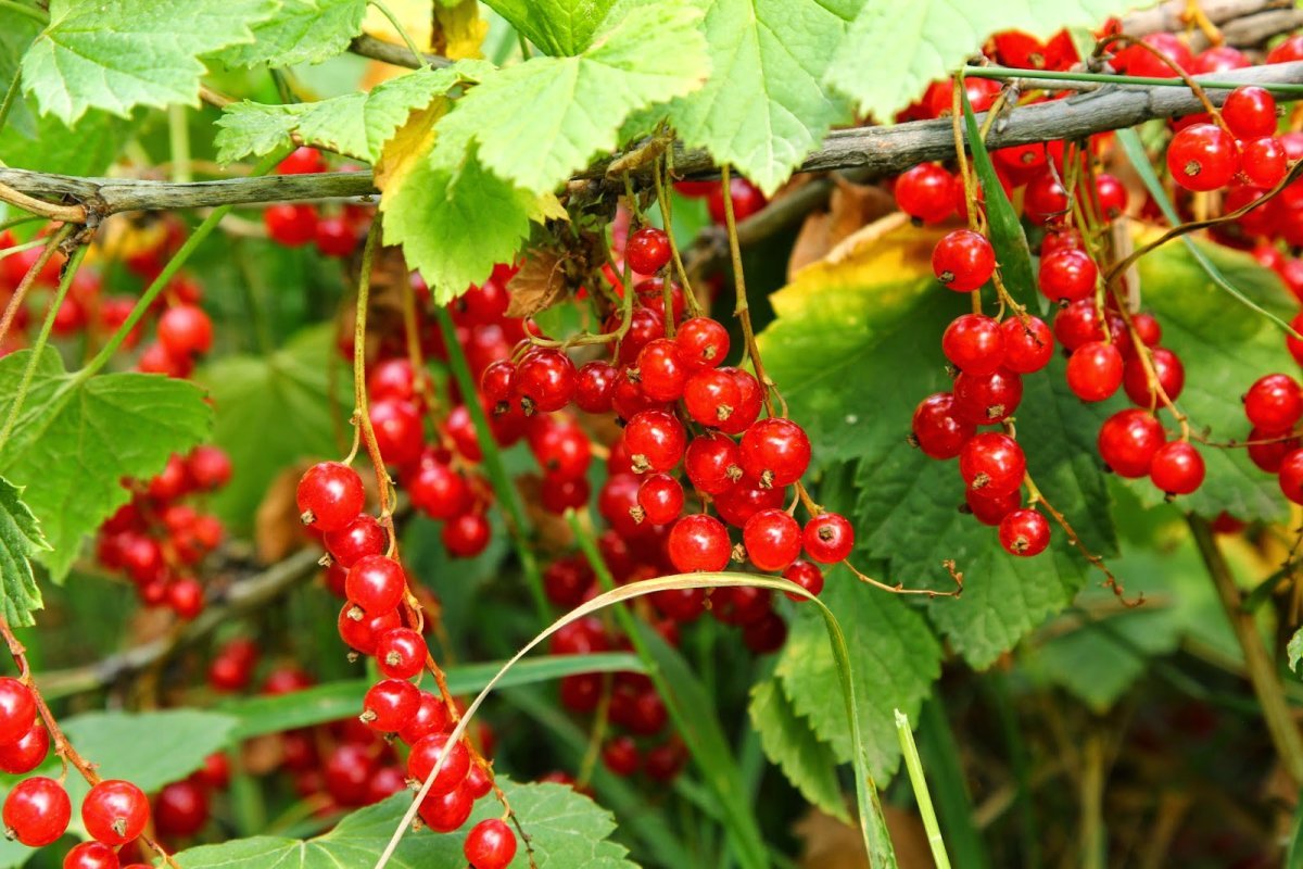 Смородина красная - ribes rubrum