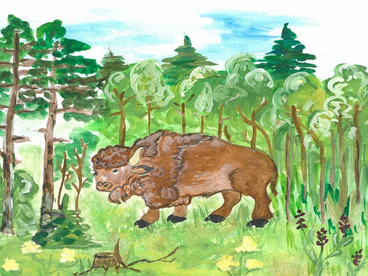 Тайга рисунок