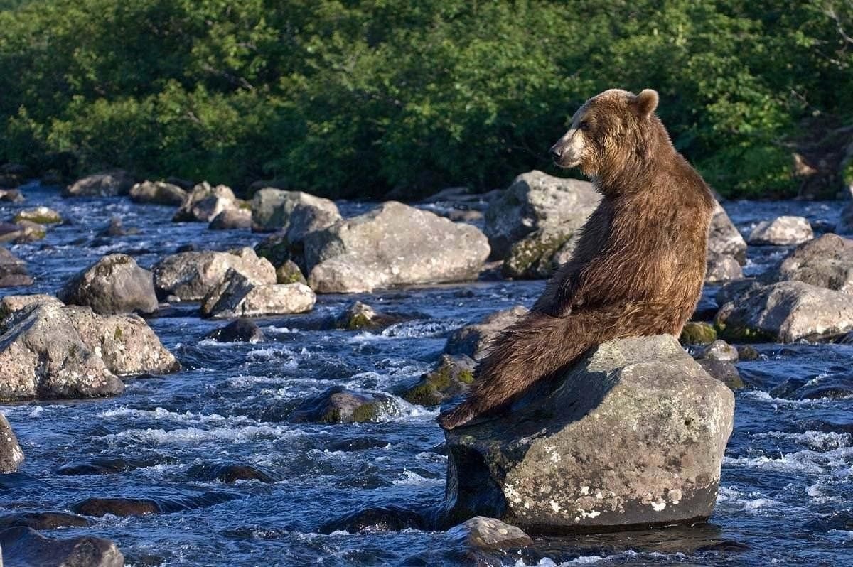 Кроноцкий заповедник бурый медведь