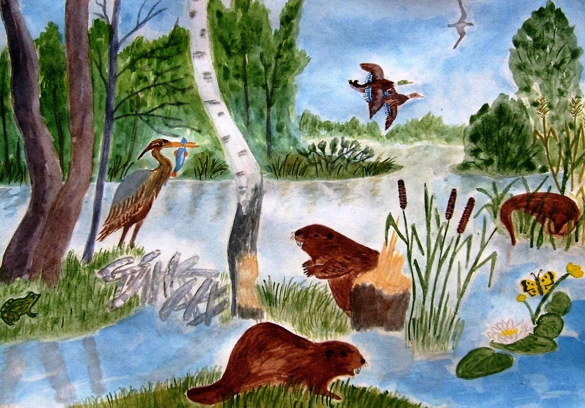 Рисунки природы