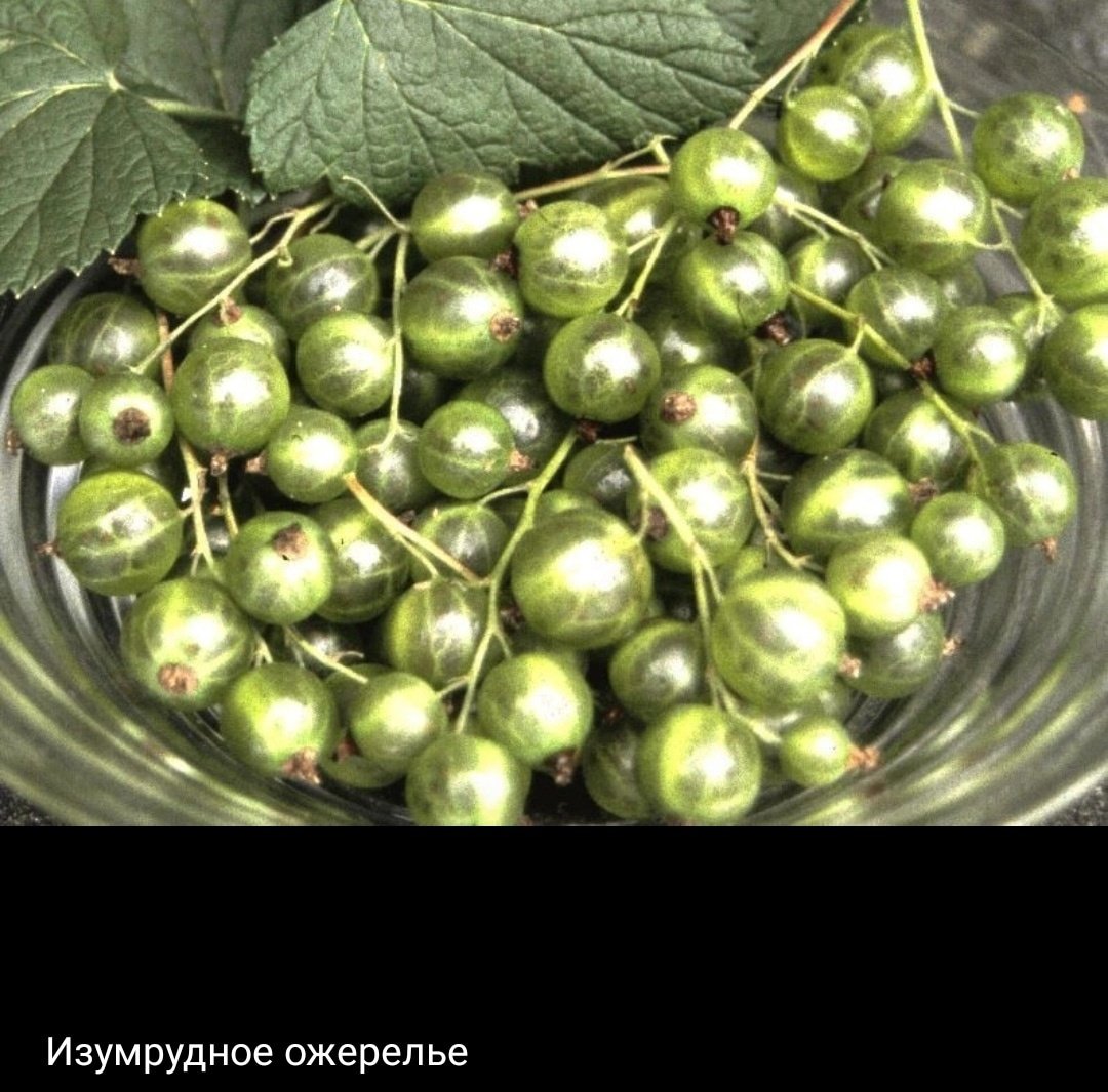 Смородина зеленоплодная Изумрудное ожерелье