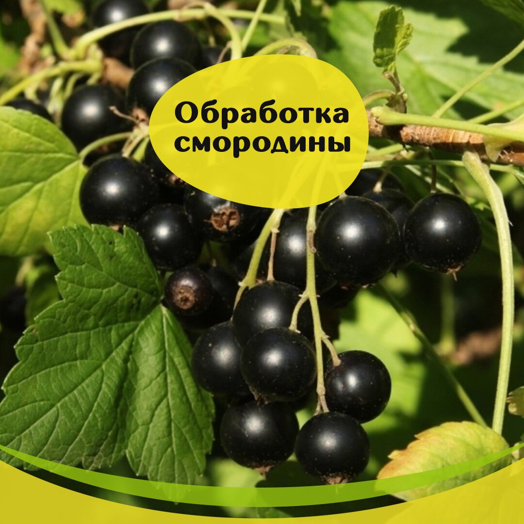 Смородина весной