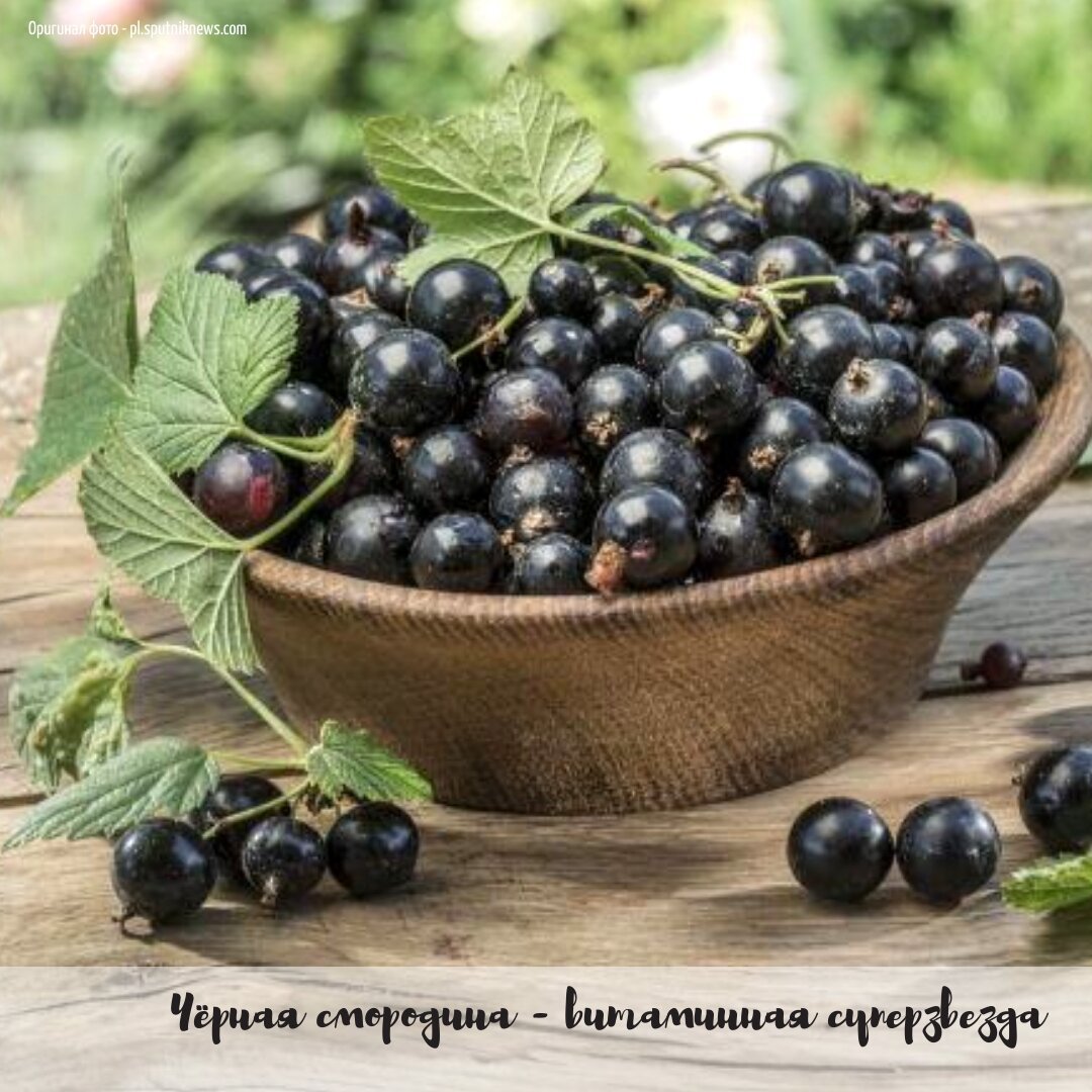 Смородина Грация
