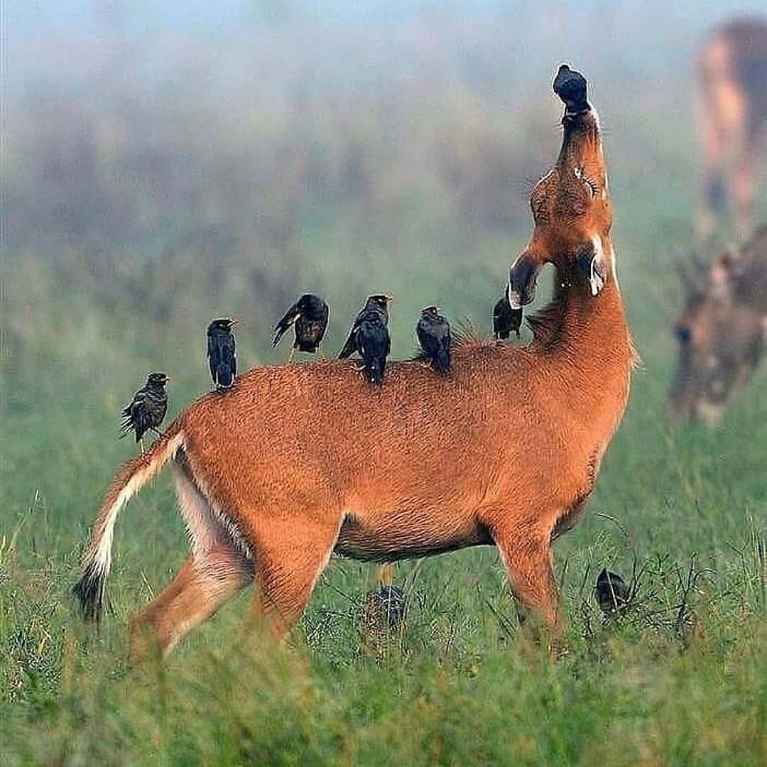 Симбиоз животных