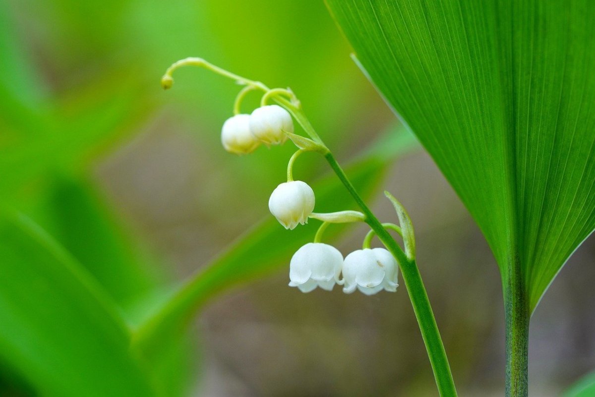 Ландыш горный Convallaria Montana