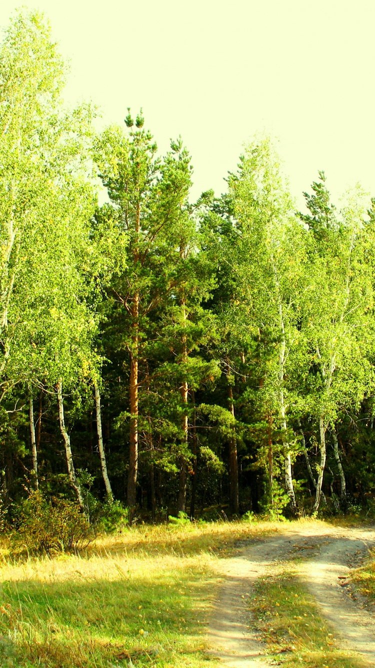 На Лесной опушке