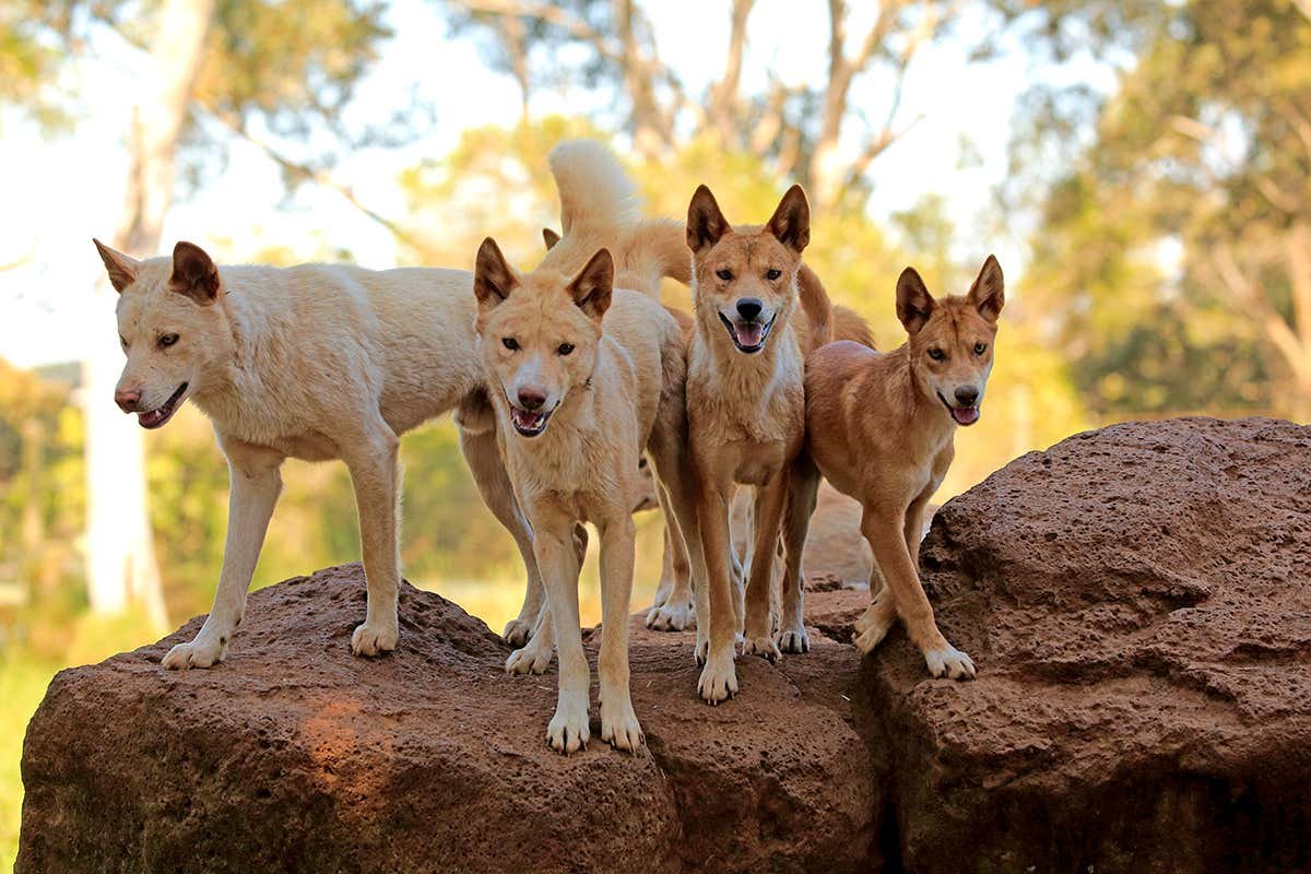 Дикая собака описание. Австралийская собака Динго. Животные Австралии Динго. Стая собак Динго. Динго в Австралии.