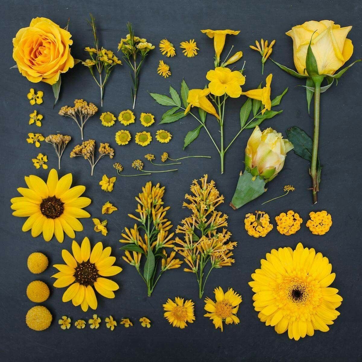 Emily Blincoe «Arrangements»
