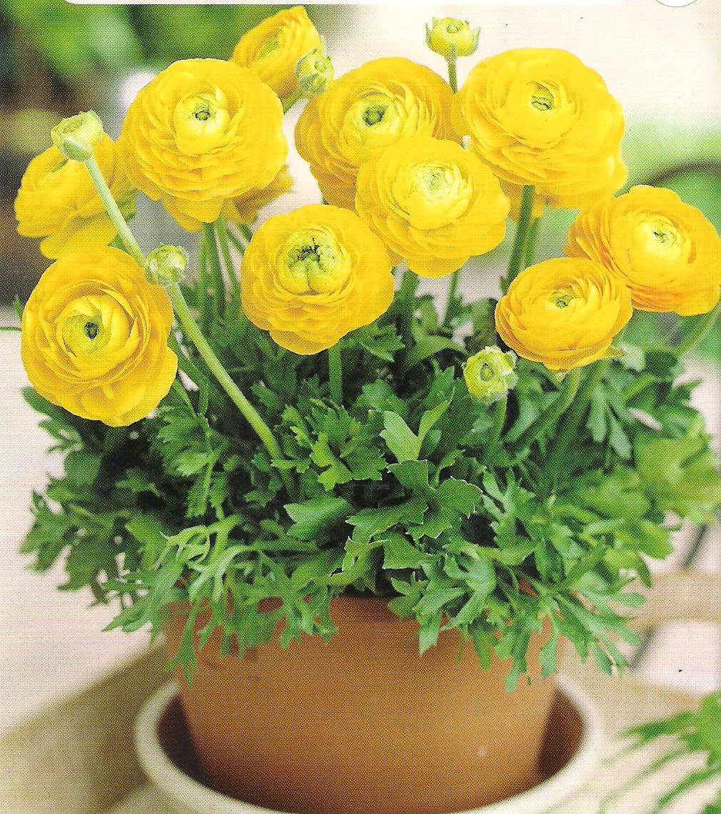 Лютик ранункулюс