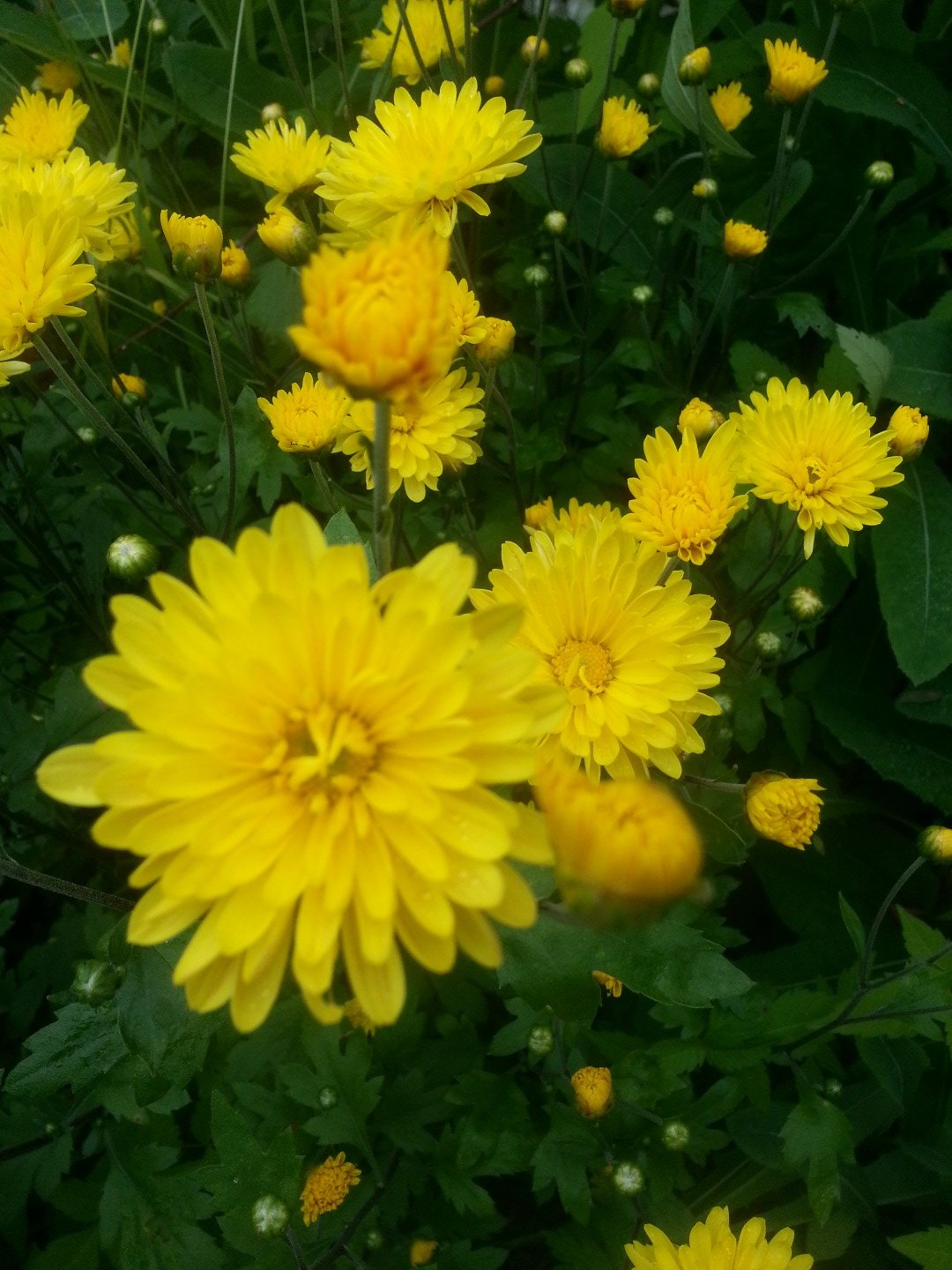 Хризантема Littleton Yellow
