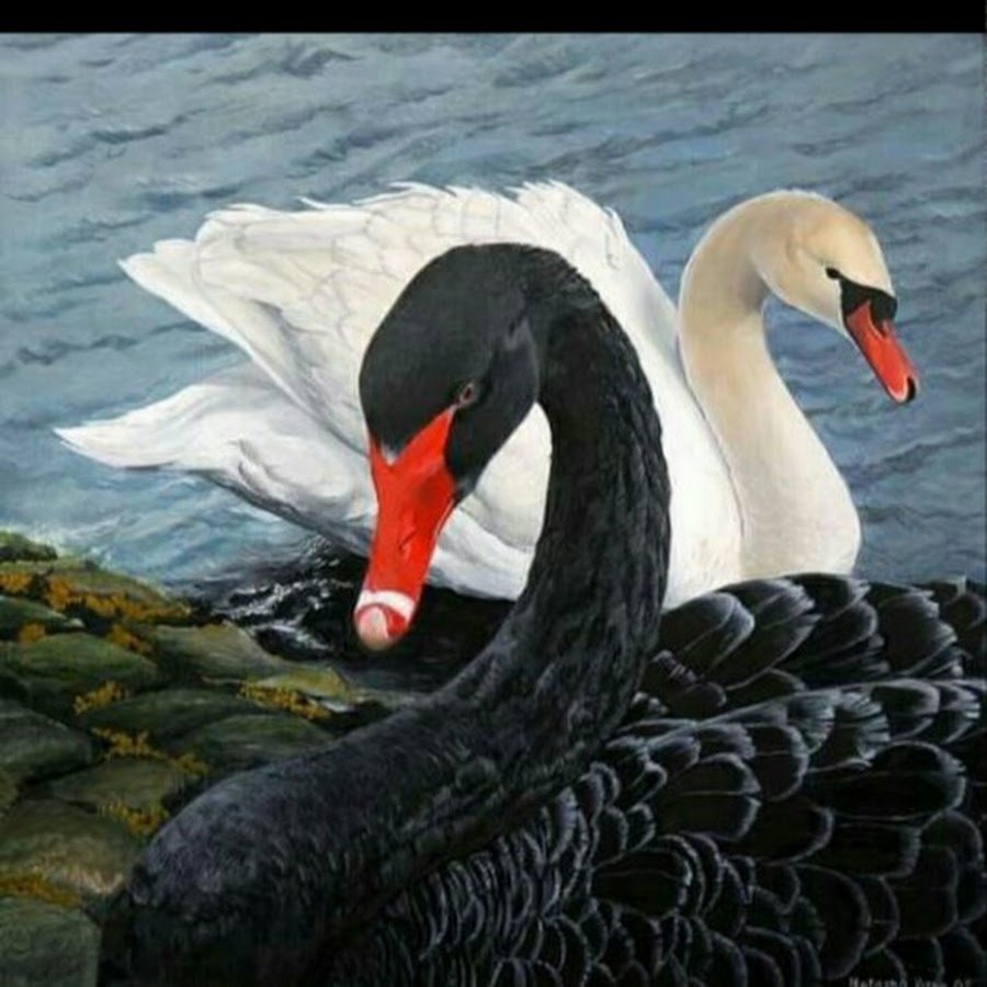Чёрный лебедь и белый лебедь