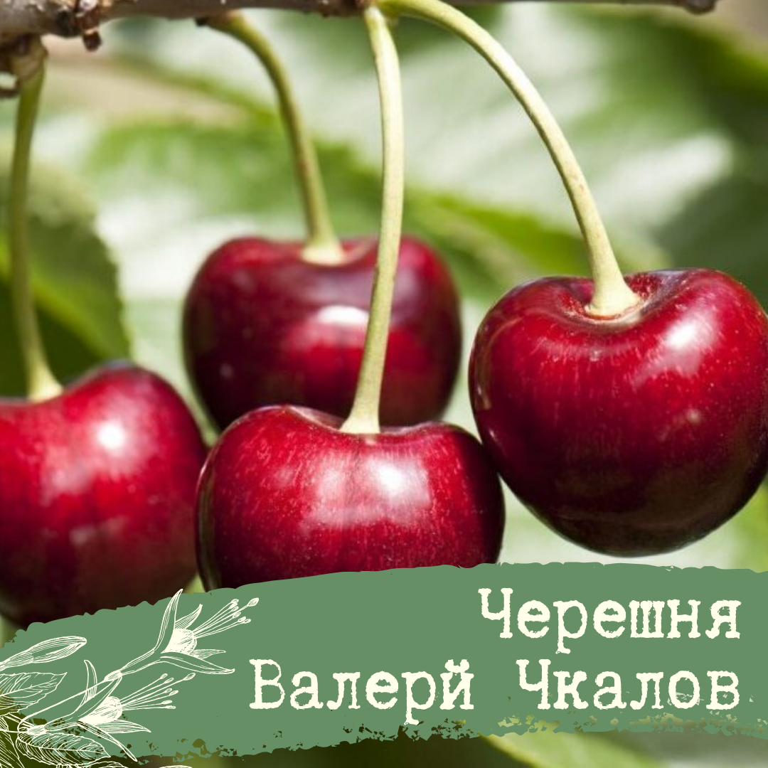 Вишня Лебедянская