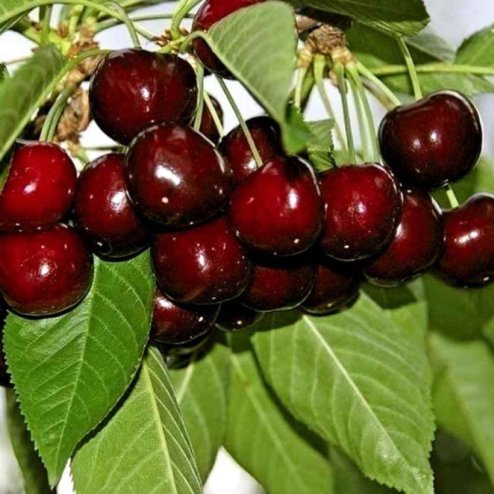Черешня колоновидная Сильвия