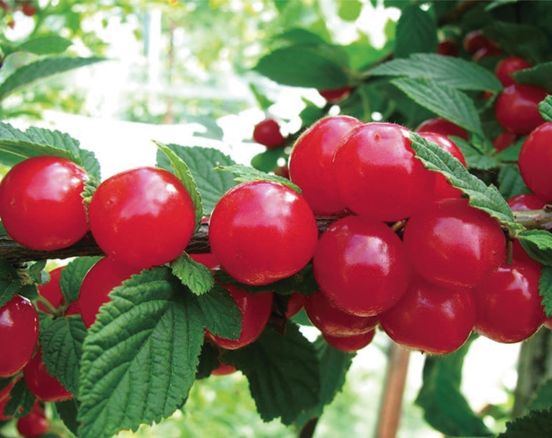 Вишня войлочная (Prunus tomentosa)