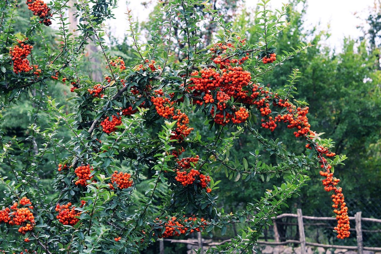 Жимолость куст оранжевые ягоды