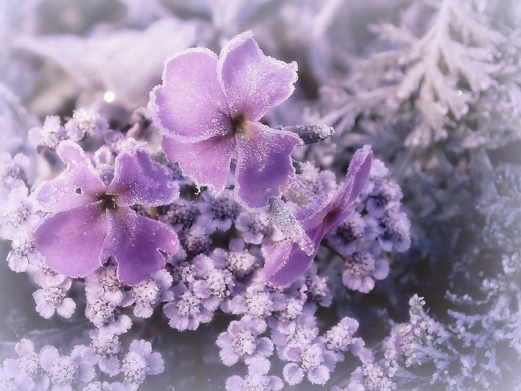 Зимние цветы в природе