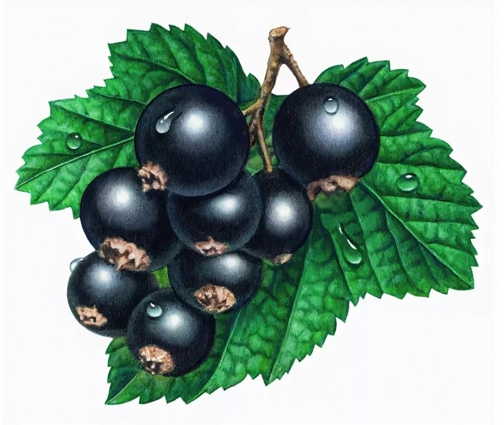 Смородина чёрная