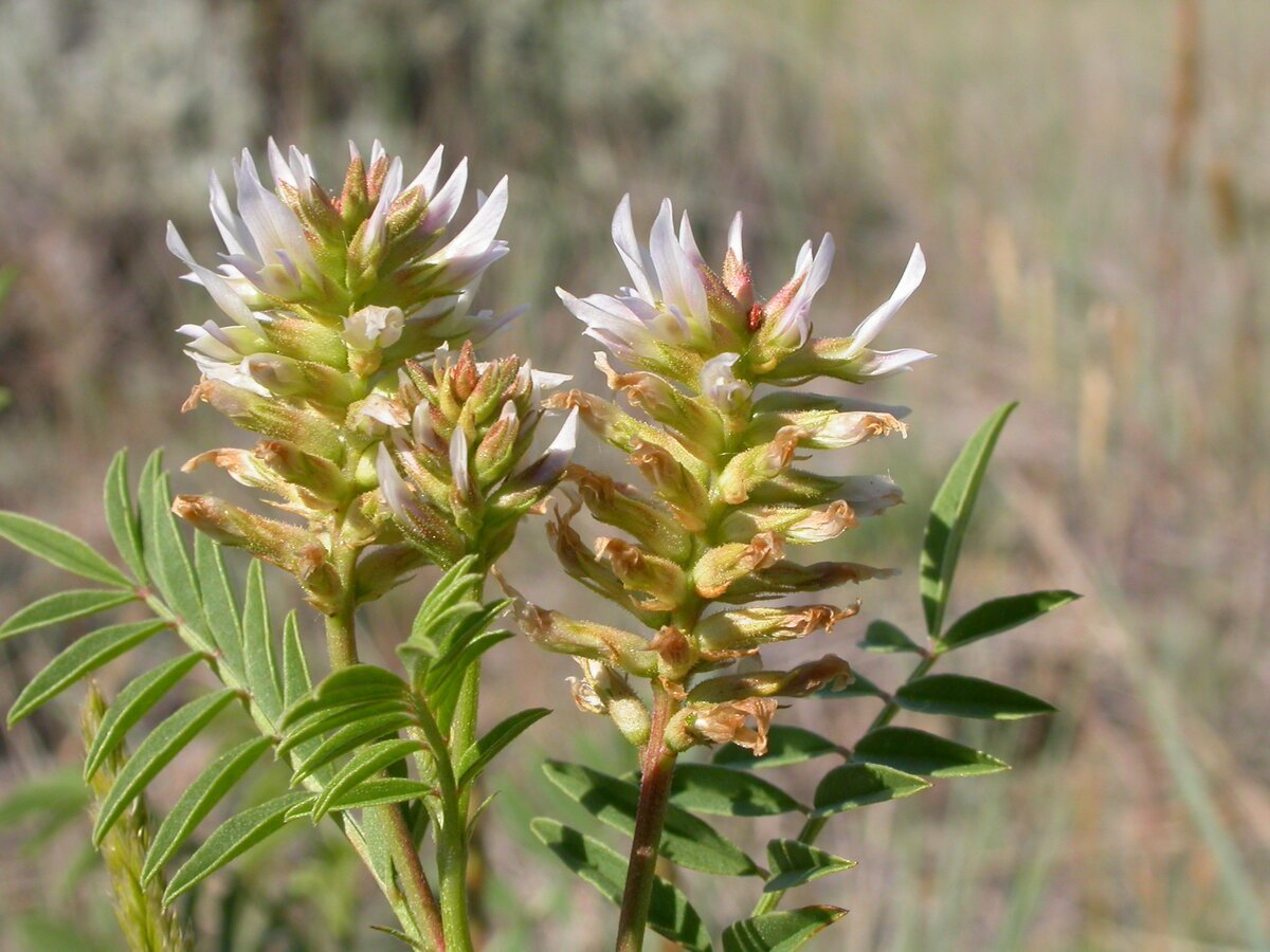 Солодка Уральская (Glycyrrhiza uralensis)