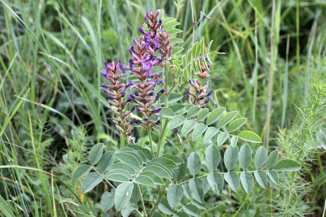 Солодка, лакричник (Glycyrrhiza),