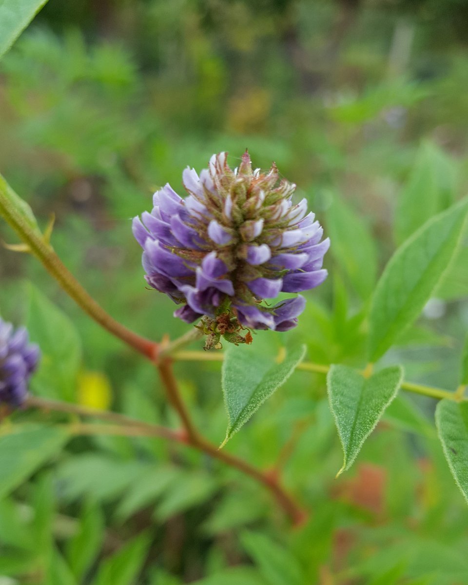 Солодка Уральская (Glycyrrhiza uralensis)
