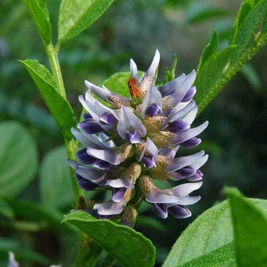 Растения Glycyrrhiza glabra