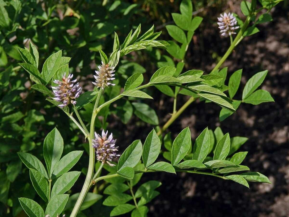 Солодка Уральская (Glycyrrhiza uralensis)