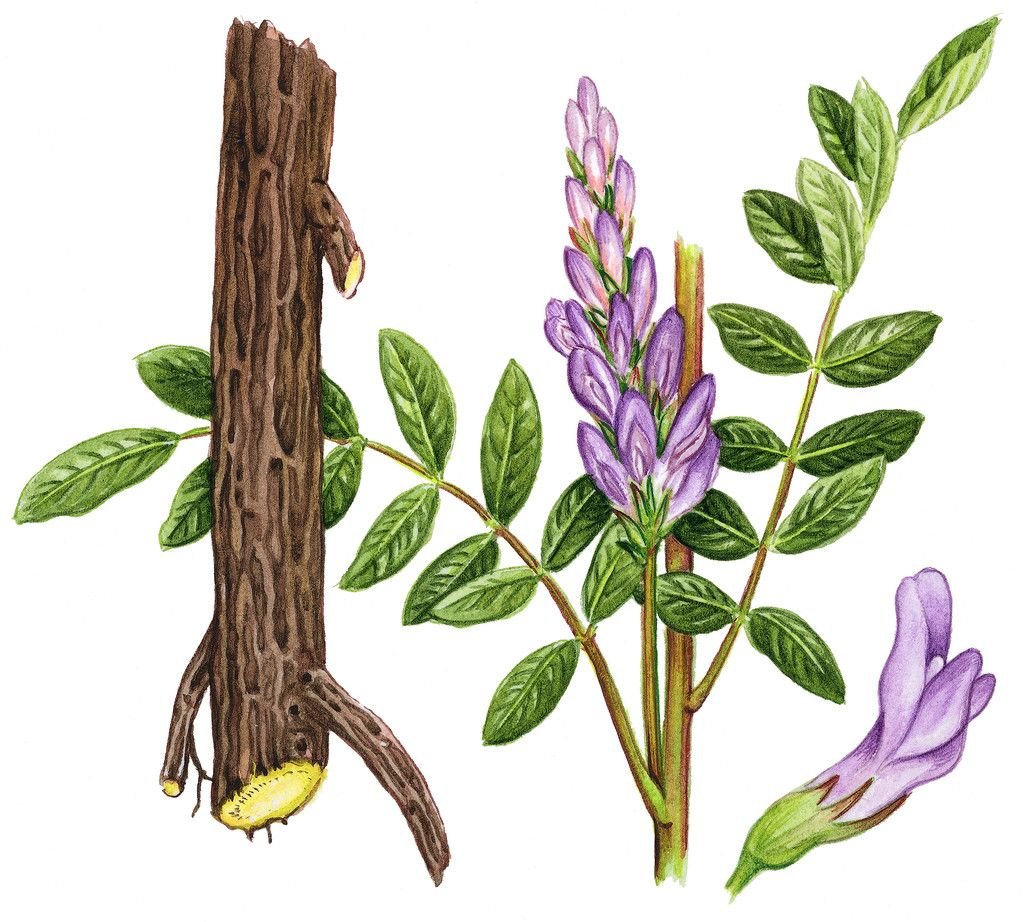 Корень Солодка Glycyrrhiza glabra