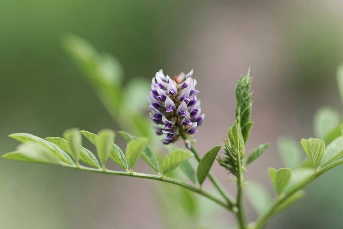 Glycyrrhiza glabra
