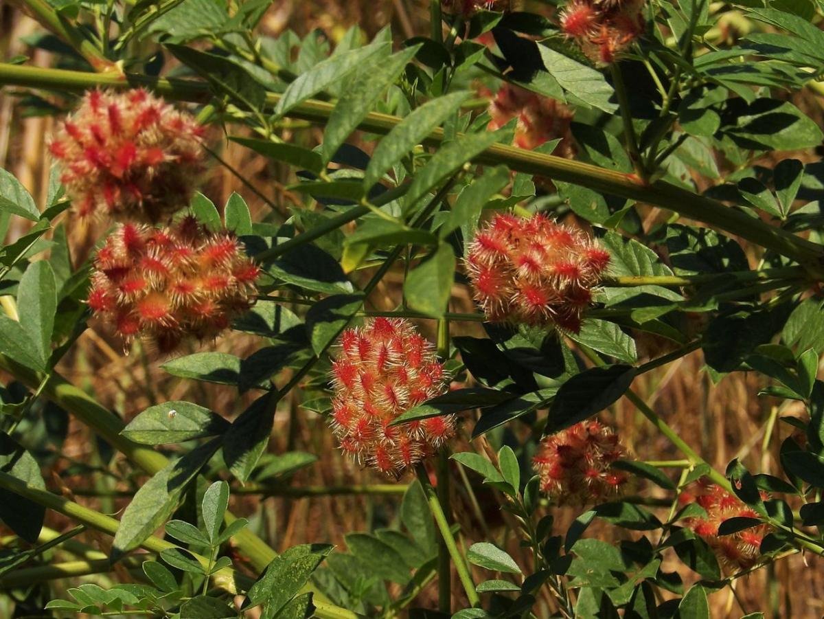 Солодка щетинистая Glycyrrhiza