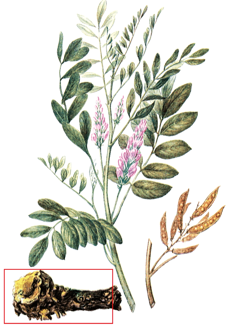 Солодка Glycyrrhiza glabra