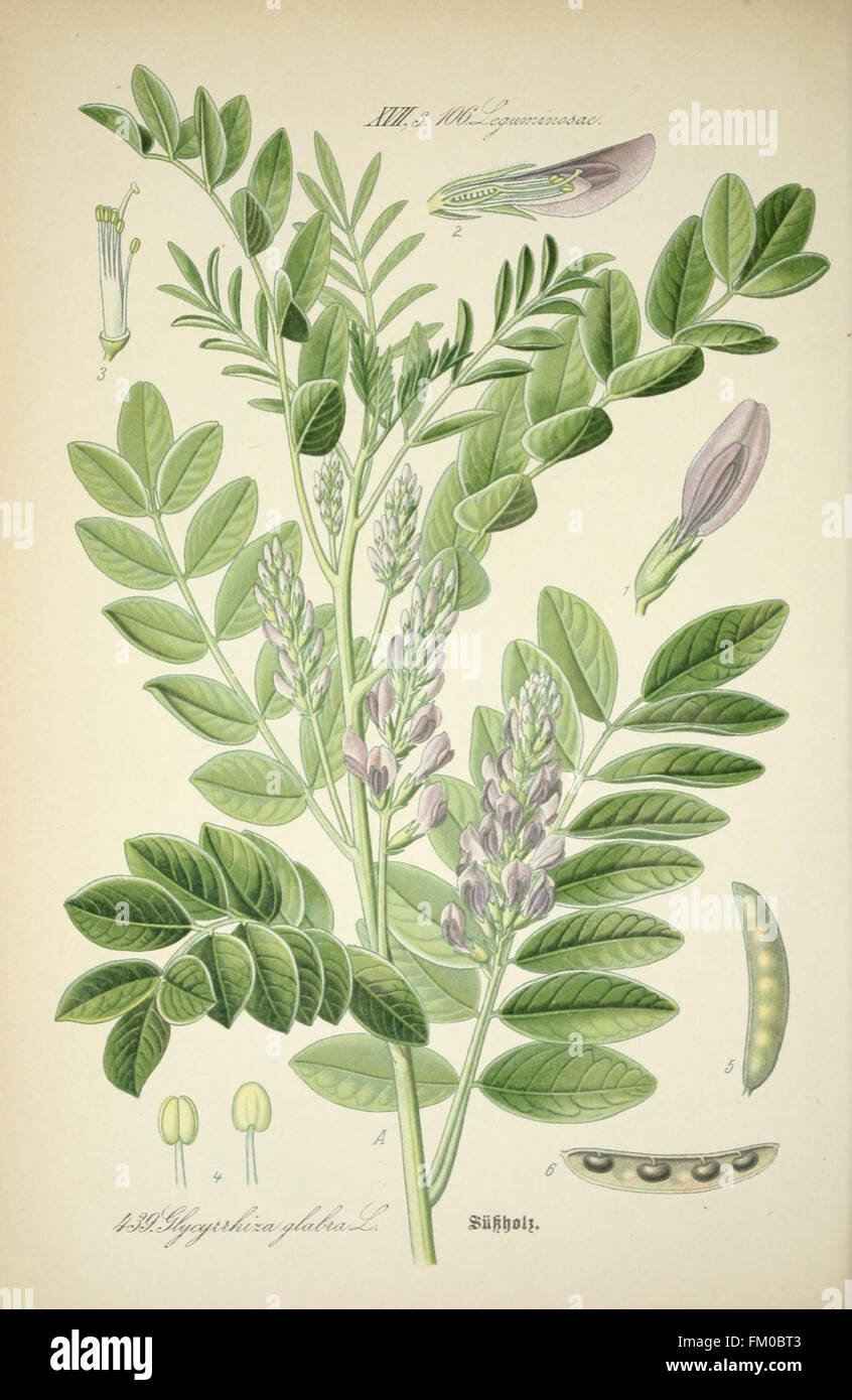 Glycyrrhiza glabra