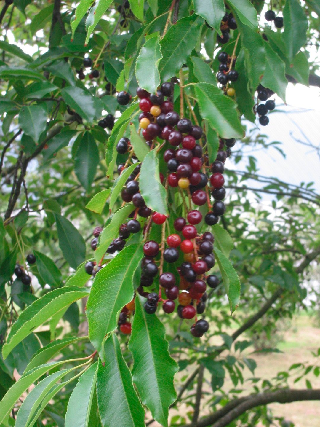 Черемуха поздняя (Prunus serotina)