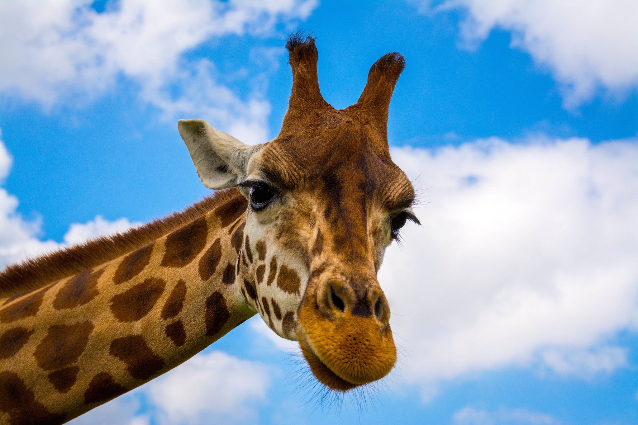 Thirsty Giraffe