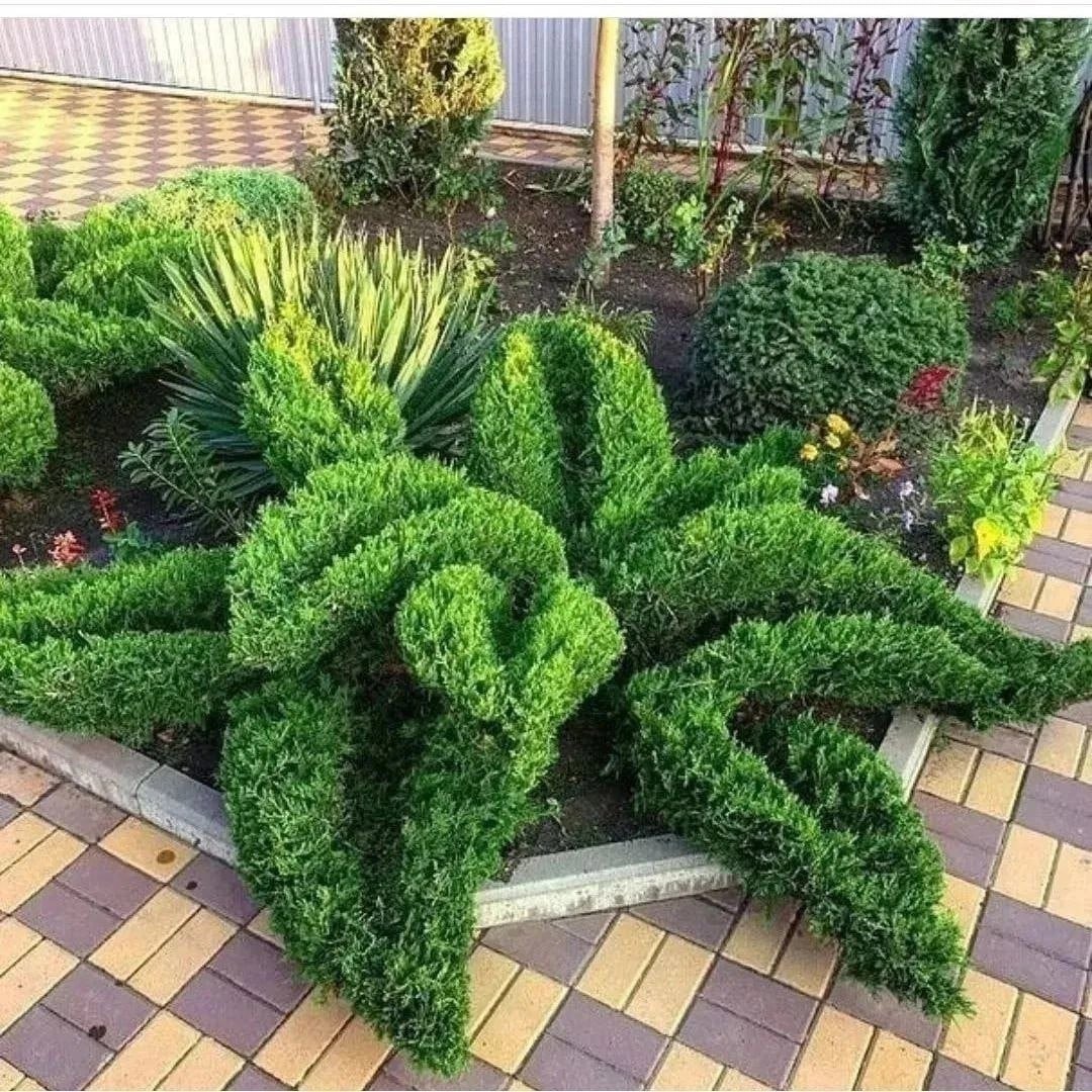 Можжевельник Andorra variegata топиарная стрижка